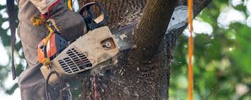 Olathe, KS Tree Care Company