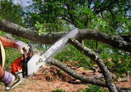 Best Tree Removal  in Olathe, KS